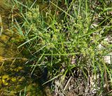 genus Cyperus. Цветущие растения. Черногория, муниципалитет Будва, пос. Бечичи (Bečići), сорное на берегу ручейка. Июль 2018 г.
