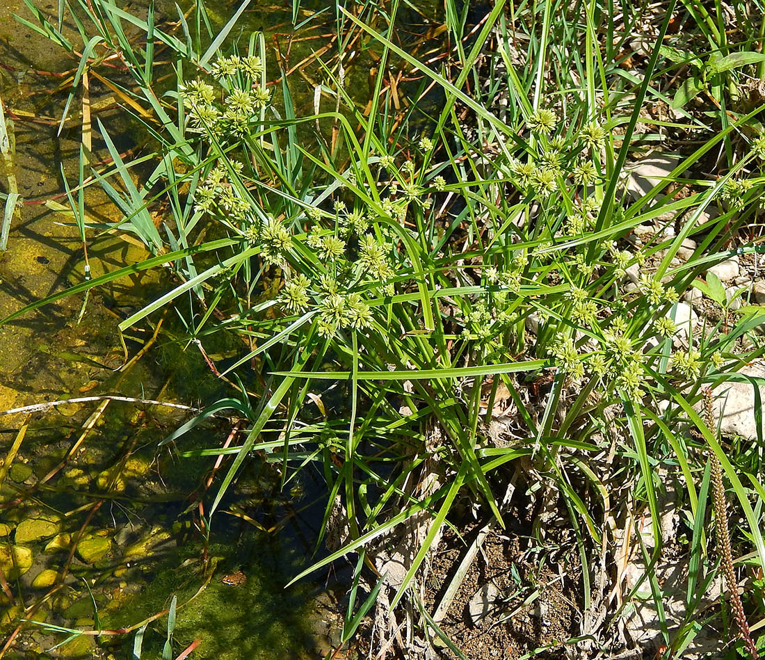 Image of genus Cyperus specimen.