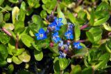 Veronica beccabunga ssp. muscosa