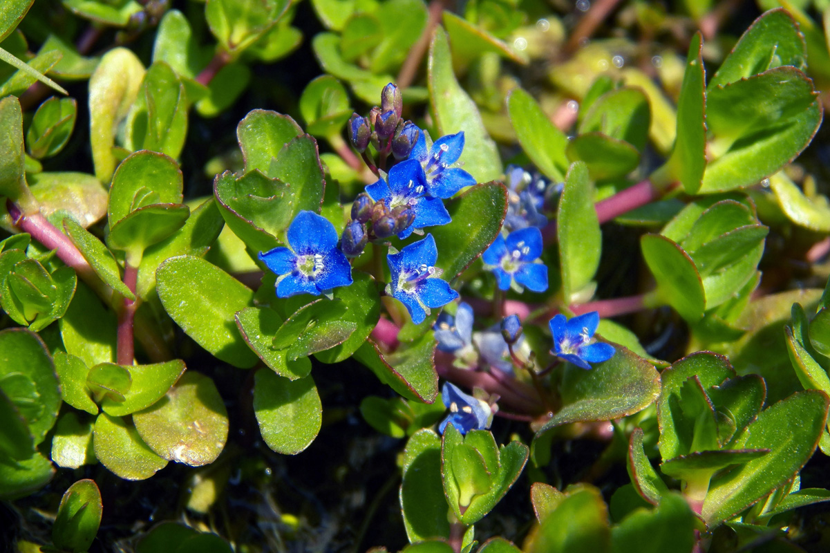 Image of Veronica beccabunga ssp. muscosa specimen.