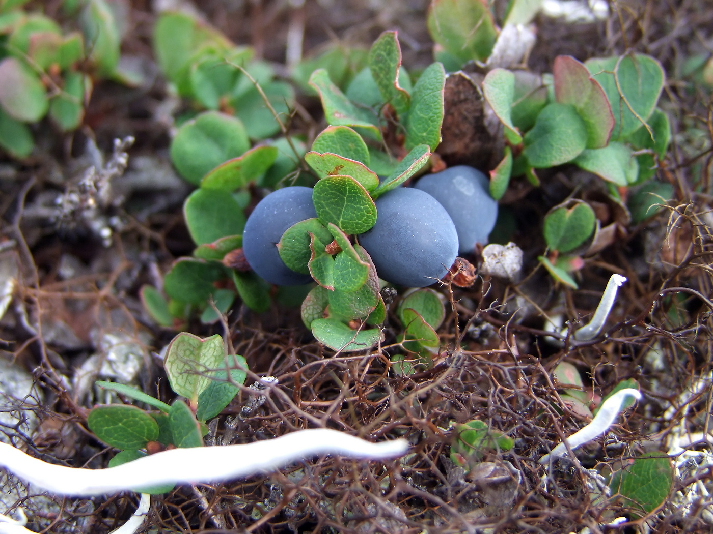 Изображение особи Vaccinium vulcanorum.