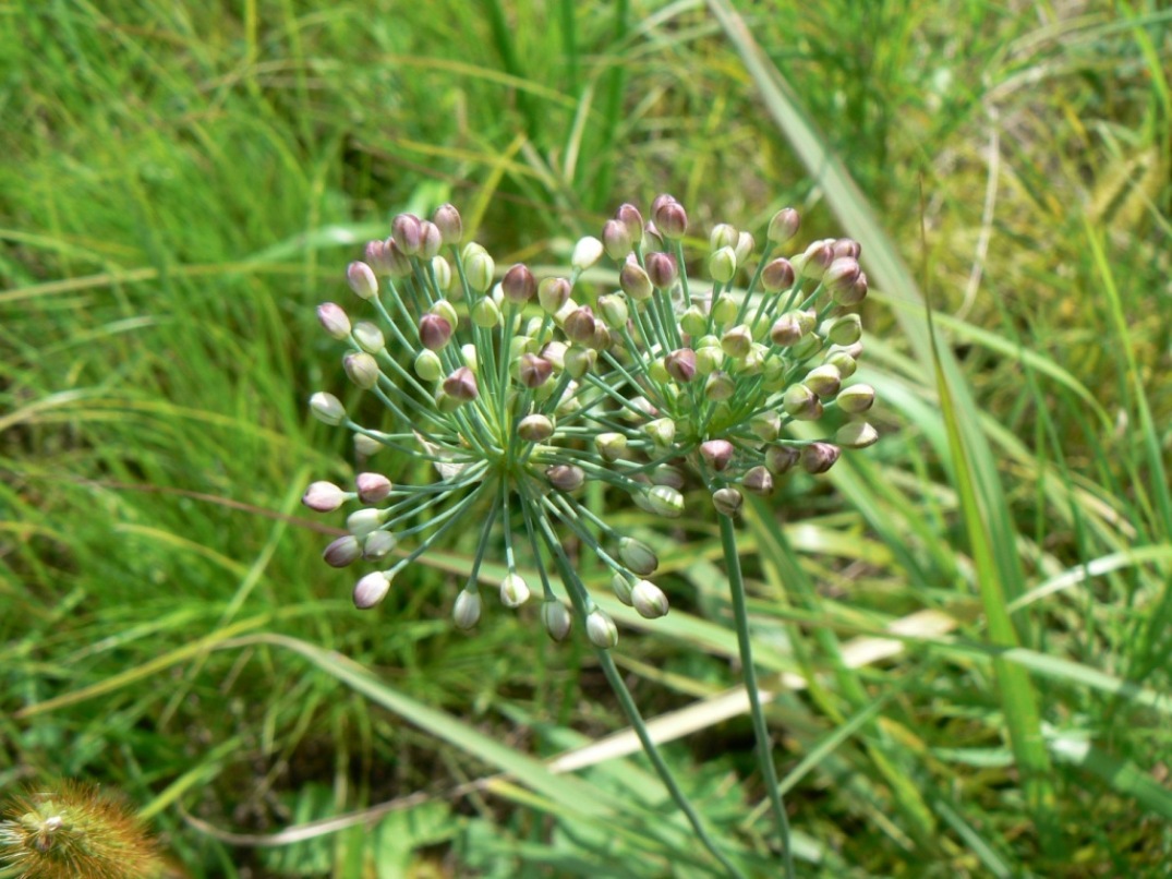 Изображение особи Allium sacculiferum.