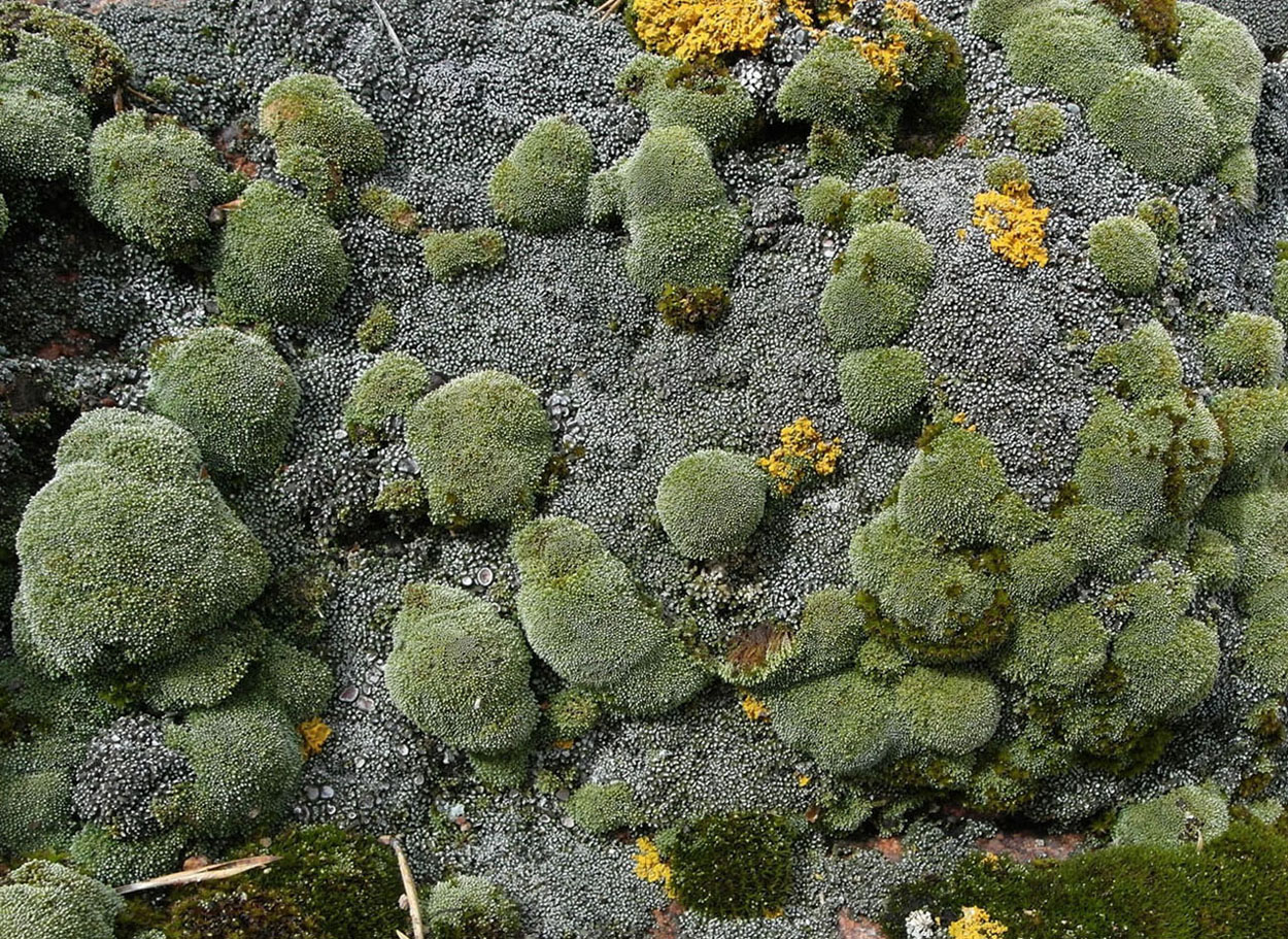 Image of Aspicilia transbaicalica specimen.