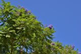 Jacaranda mimosifolia. Часть кроны цветущего дерева. Кипр, г. Айа-Напа, западный край пляжной зоны Нисси-Бич, озеленение отеля. 02.10.2018.