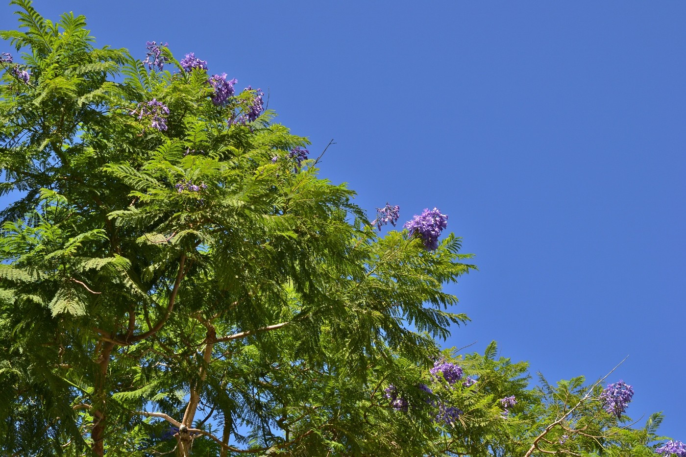 Image of Jacaranda mimosifolia specimen.