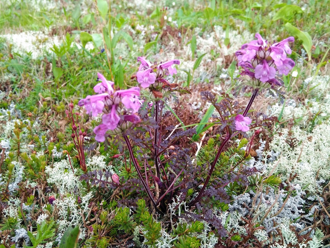 Изображение особи Pedicularis amoena.