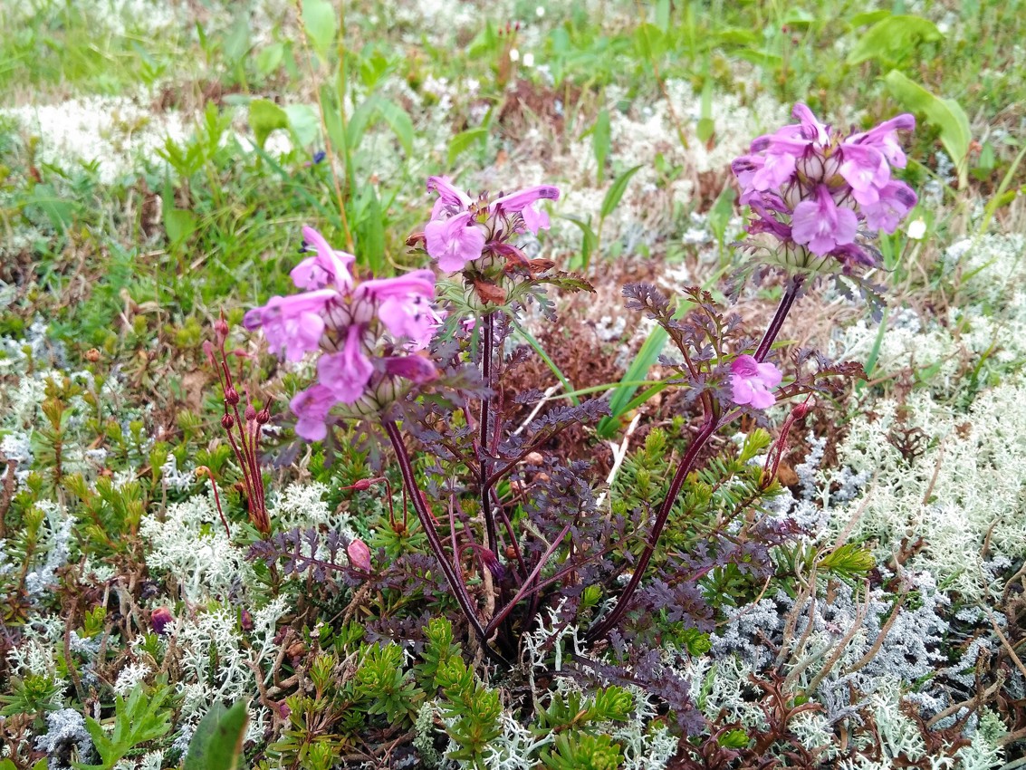 Image of Pedicularis amoena specimen.