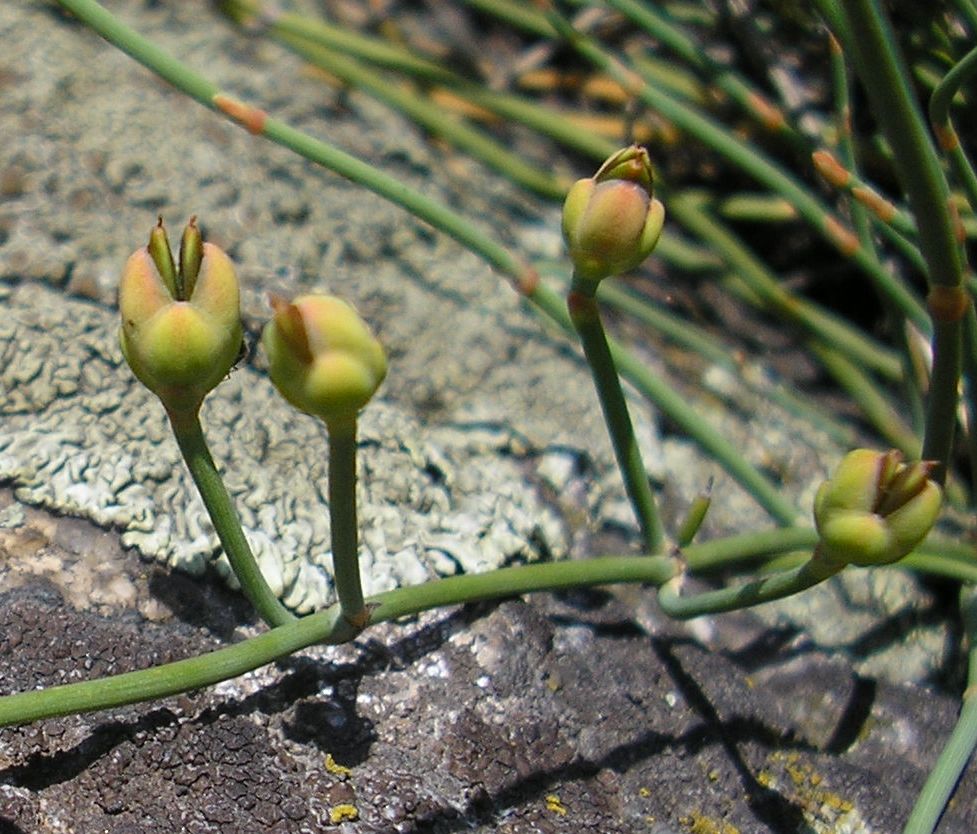 Изображение особи Ephedra distachya.