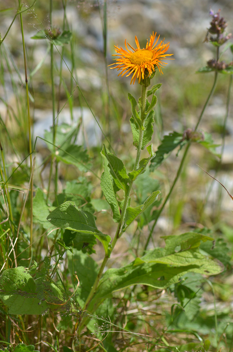 Изображение особи Inula grandiflora.