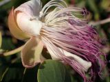 Capparis orientalis