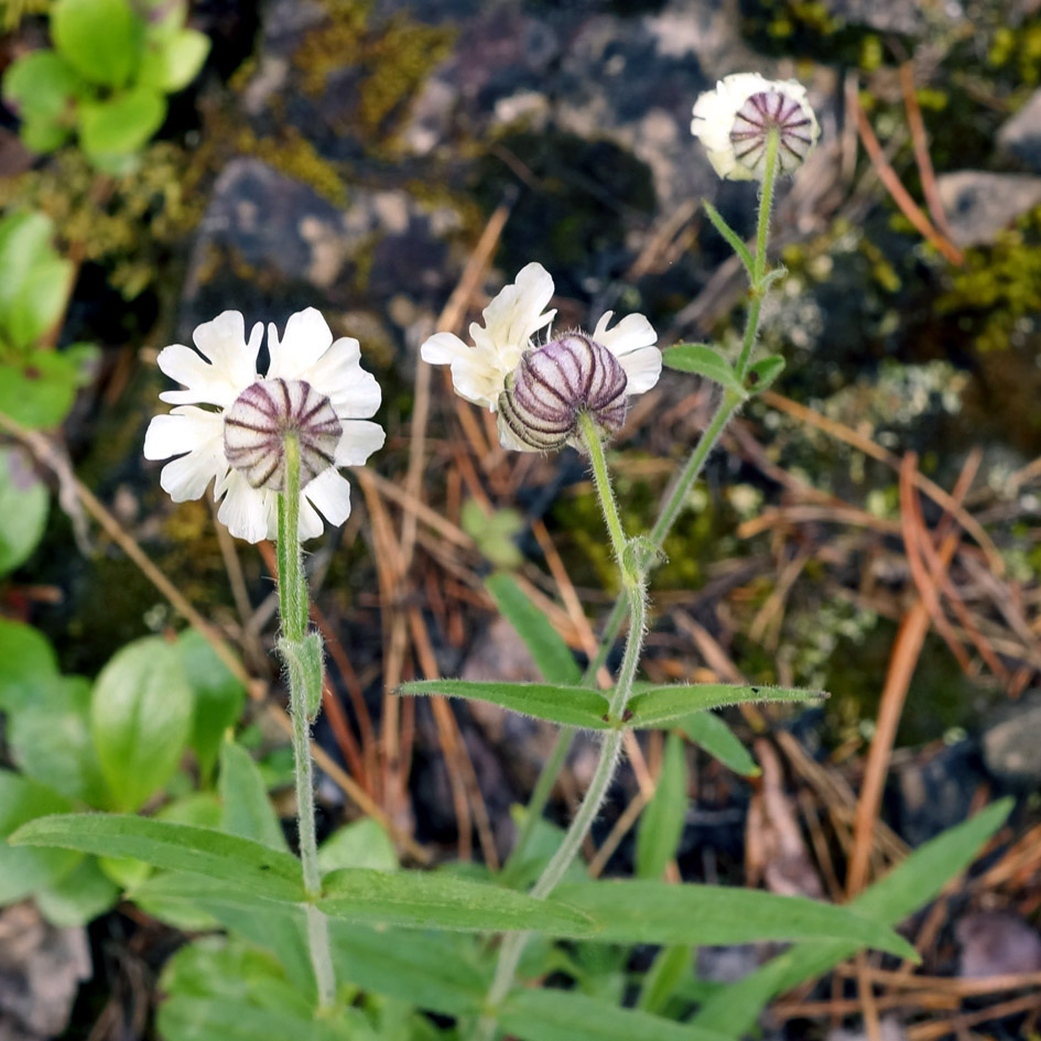 Изображение особи Gastrolychnis saxatilis.