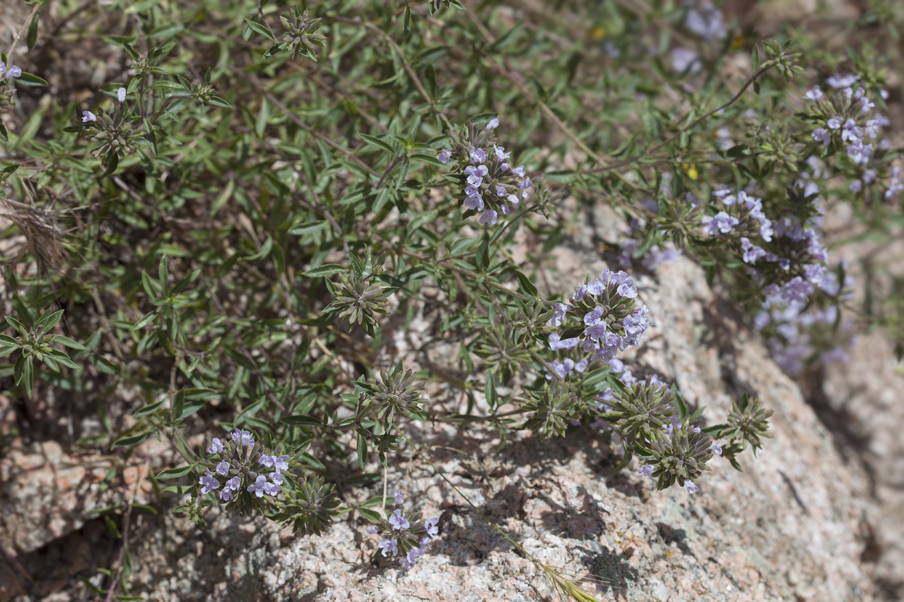 Изображение особи Ziziphora pedicellata.