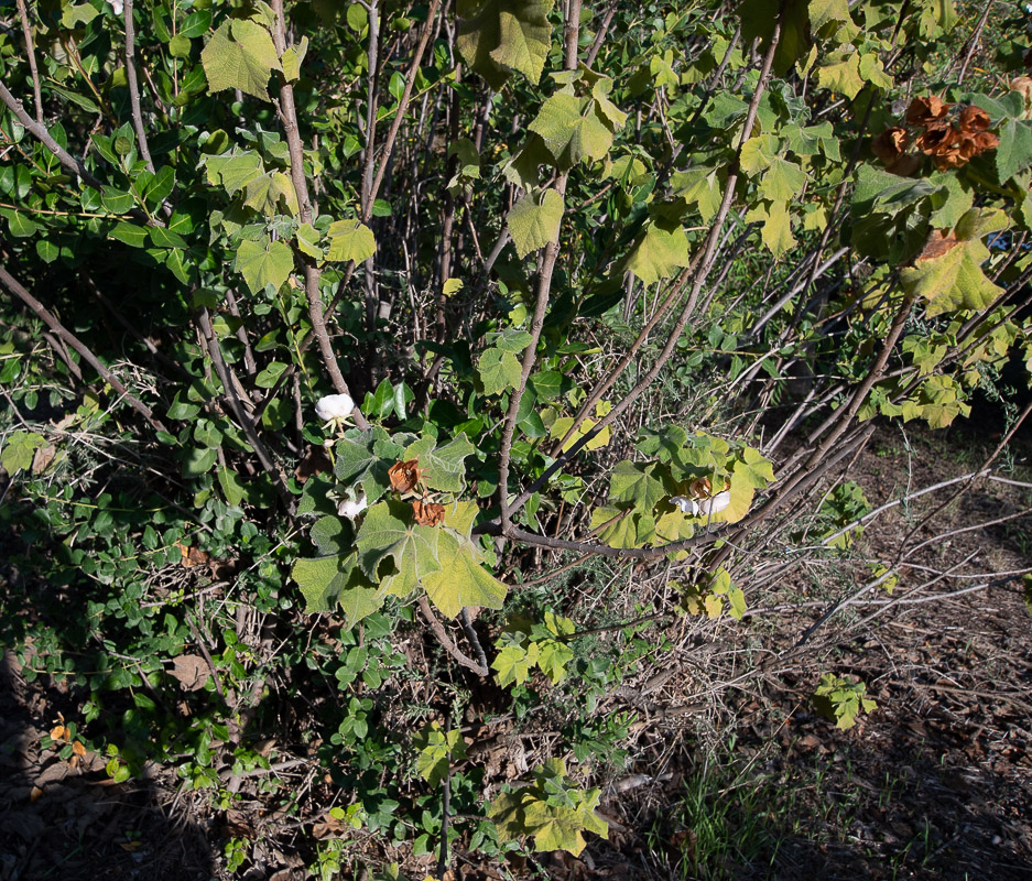 Image of Dombeya burgessiae specimen.