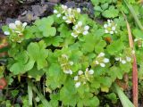 Saxifraga bracteata