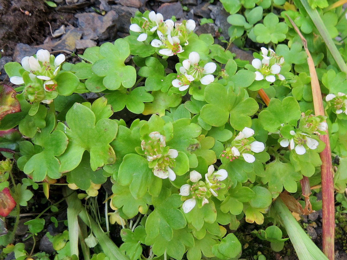 Изображение особи Saxifraga bracteata.