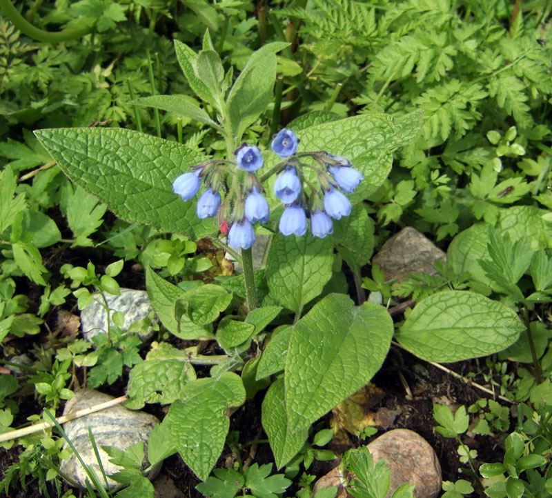 Изображение особи Symphytum caucasicum.