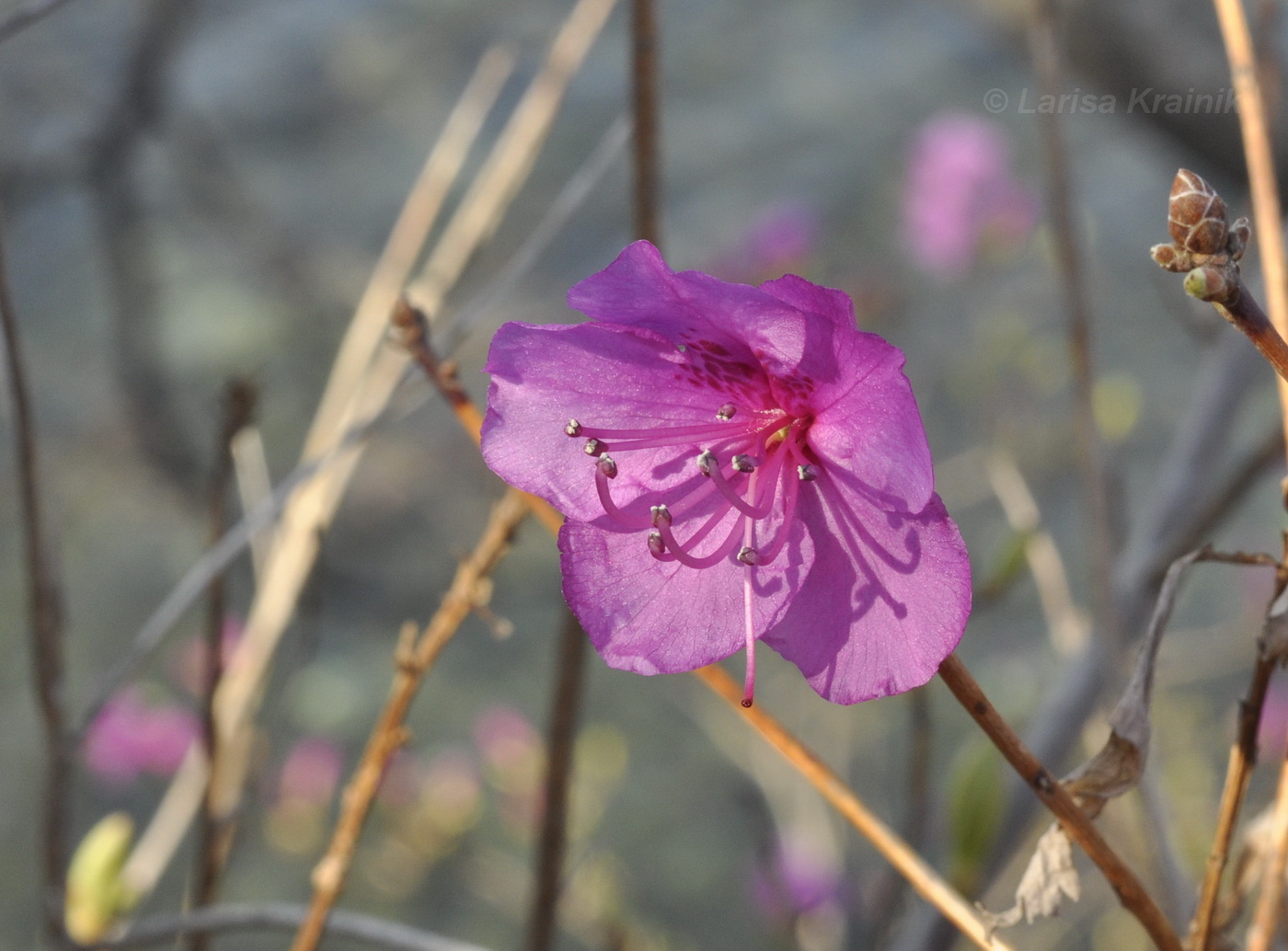 Image of Rhododendron mucronulatum specimen.