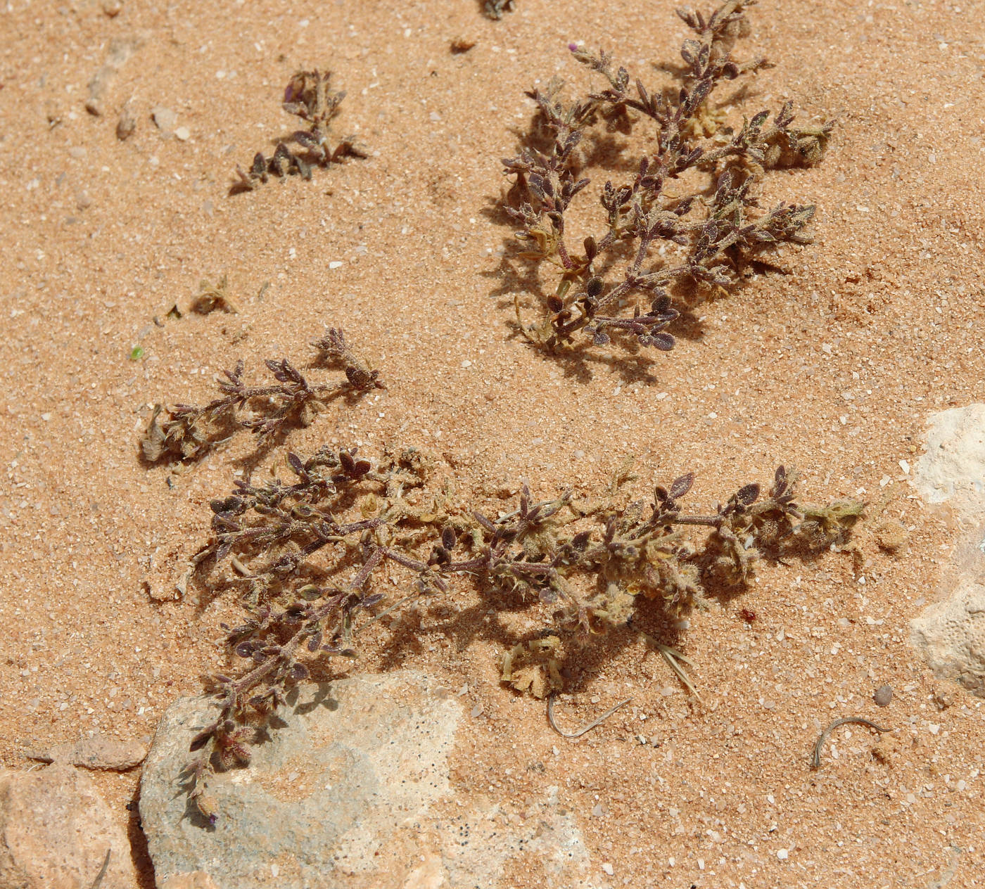 Image of Fagonia glutinosa specimen.