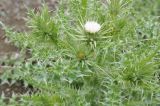 genus Carduus