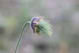 Pulsatilla pratensis