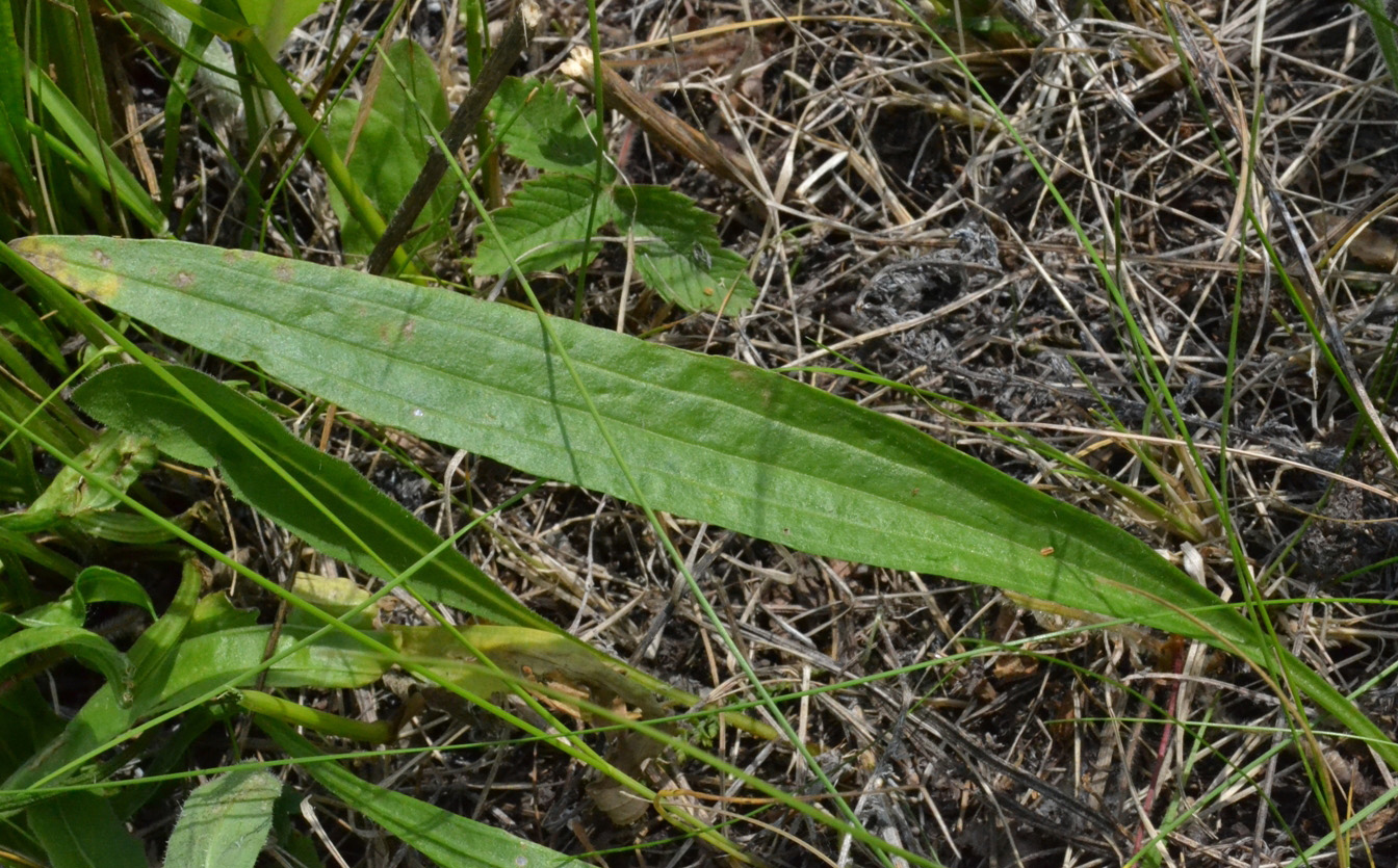 Изображение особи Plantago lanceolata.