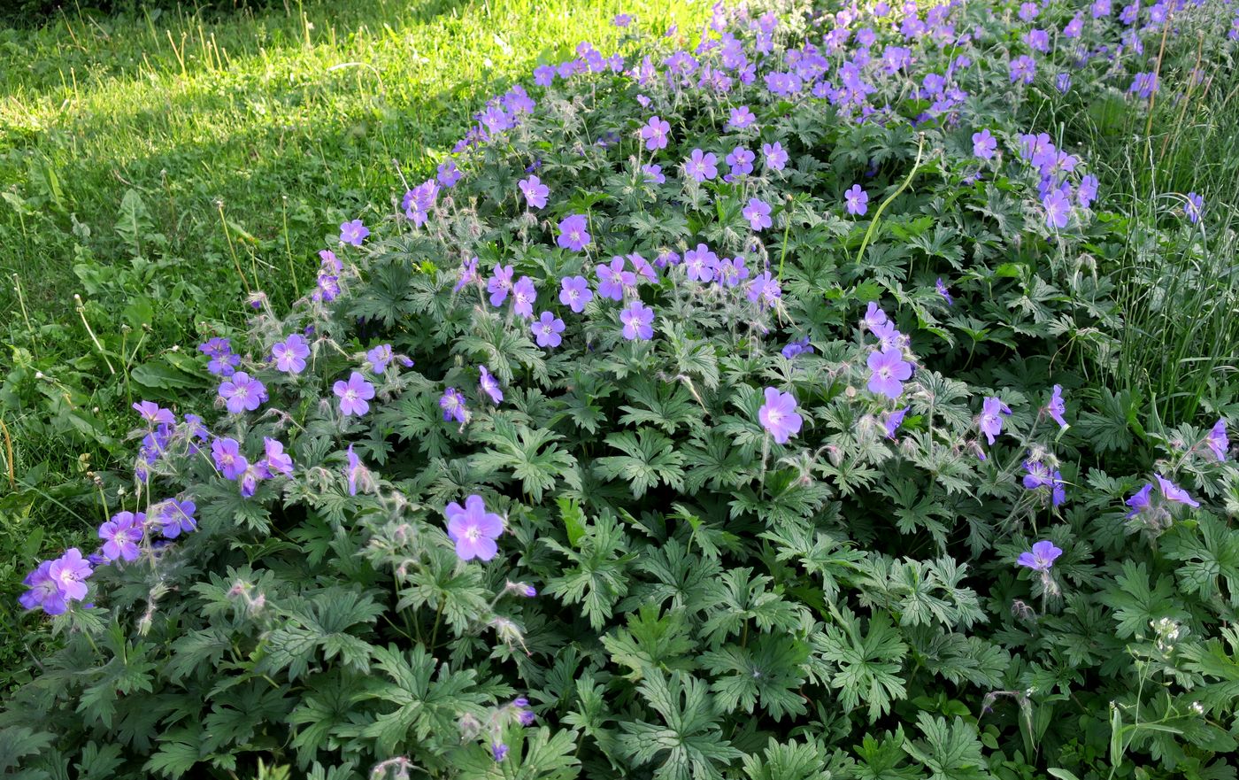 Image of Geranium himalayense specimen.