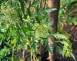 Daucus carota. Лист. Татарстан, г. Бавлы, сад. 10.07.2010.