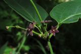 Vincetoxicum scandens