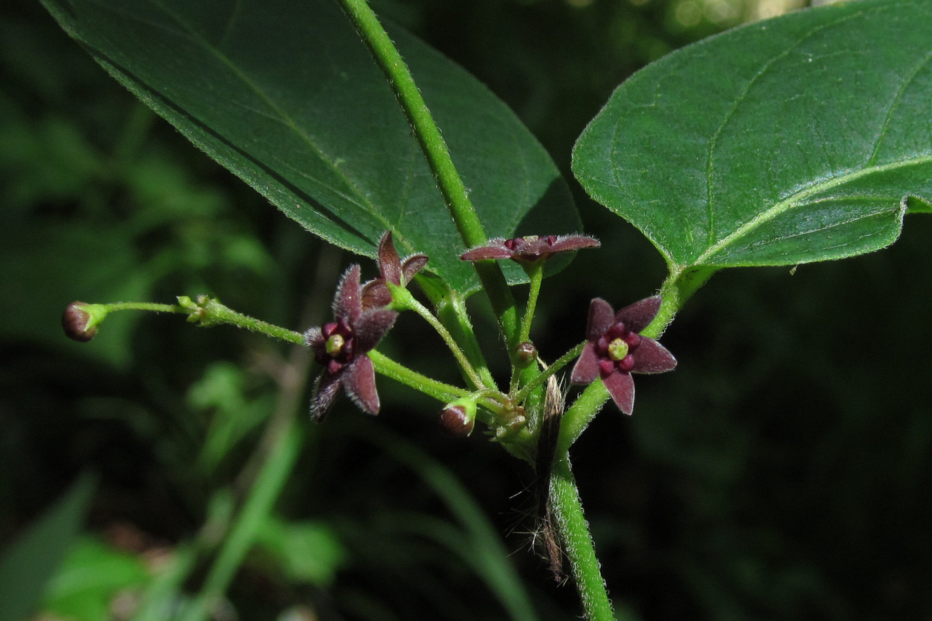 Изображение особи Vincetoxicum scandens.