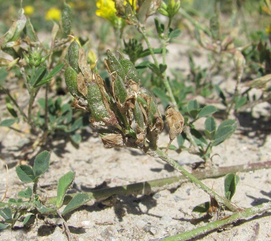 Изображение особи Medicago romanica.