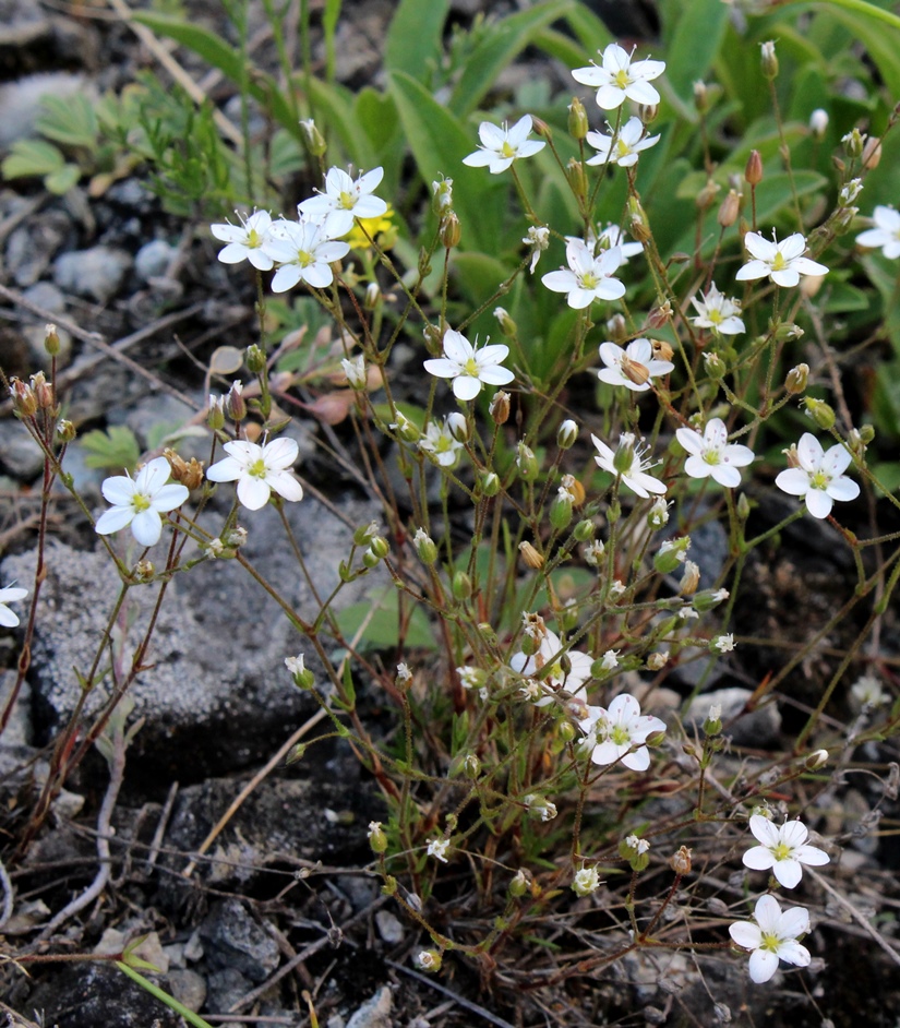 Image of Minuartia uralensis specimen.