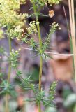 Galium × pomeranicum. Средняя часть побега с основанием соцветия. Ленинградская обл., Кургальский п-ов, сухой луг на маленьком склоне между приморским черноольшаником и тростниковыми зарослями. 03.08.2019.