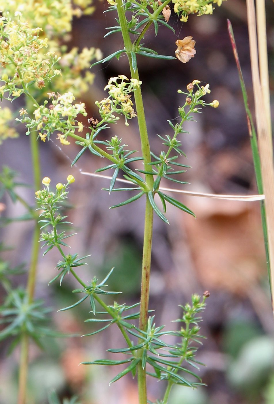 Изображение особи Galium &times; pomeranicum.