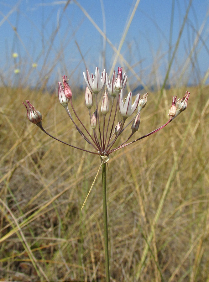 Image of Allium moschatum specimen.