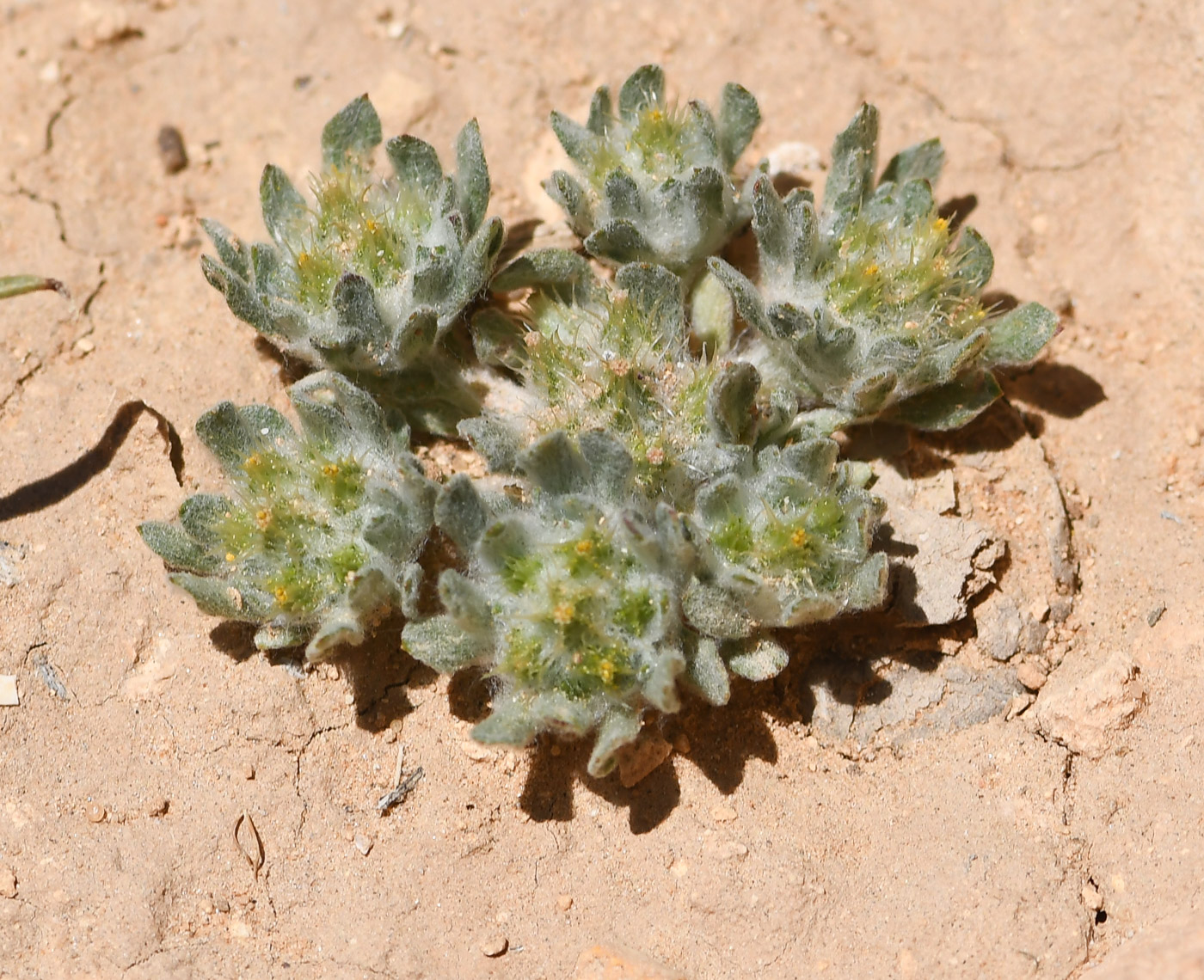 Image of Filago desertorum specimen.