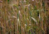 Hordeum vulgare