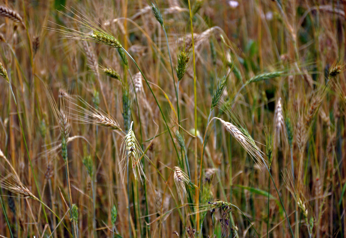 Image of Hordeum vulgare specimen.