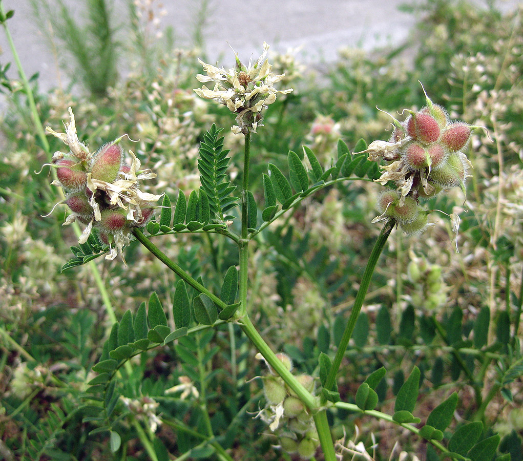 Image of Astragalus cicer specimen.