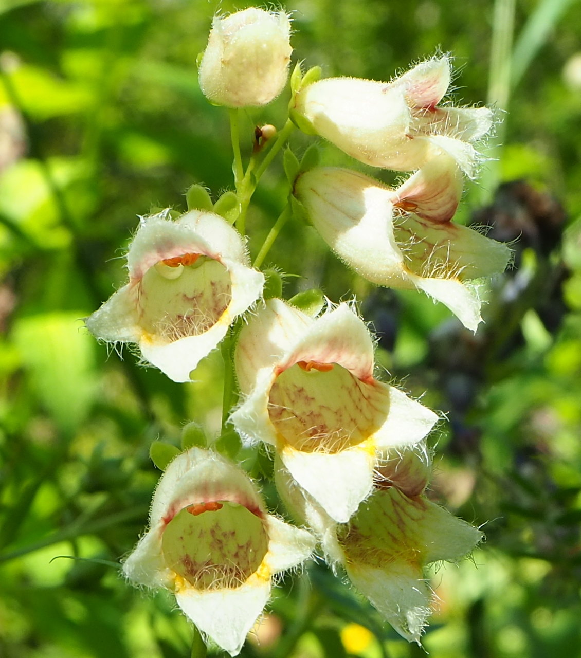 Изображение особи Digitalis ciliata.