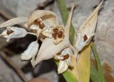 Ferraria crispa