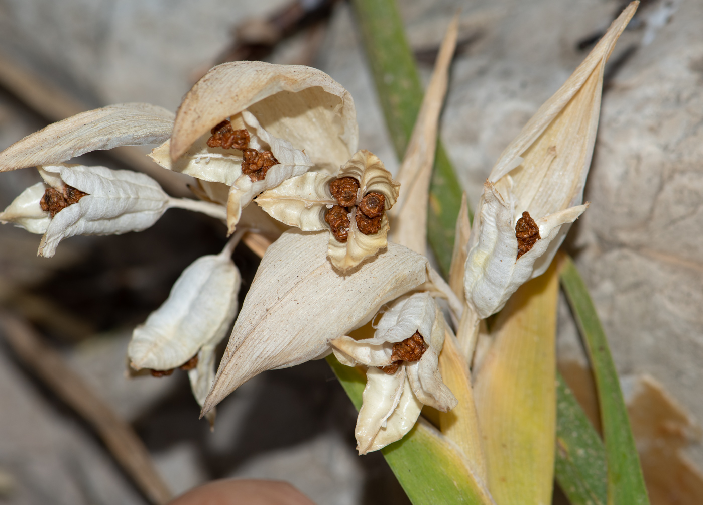 Image of Ferraria crispa specimen.