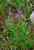 Lythrum salicaria. Цветущие растения. Челябинская обл., Чебаркульский р-н, берег оз. Большой Кисегач, топкий участок берега. 07.08.2019.