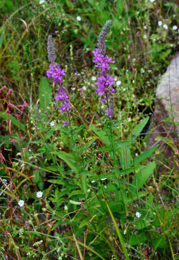 Изображение особи Lythrum salicaria.