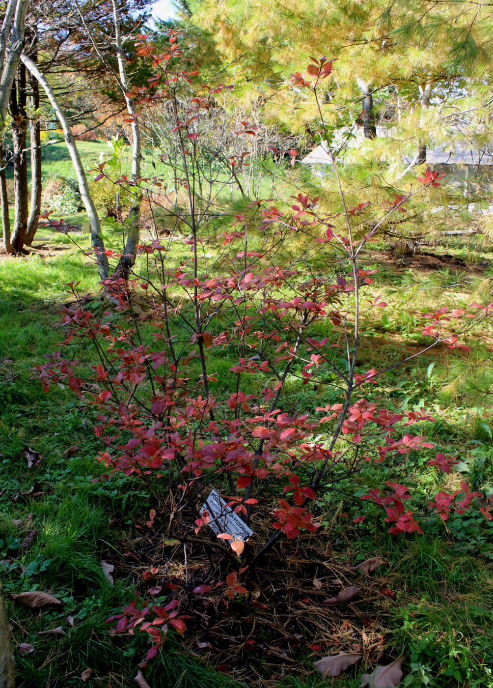 Image of Rhododendron roseum specimen.