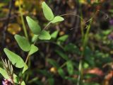 Vicia sepium