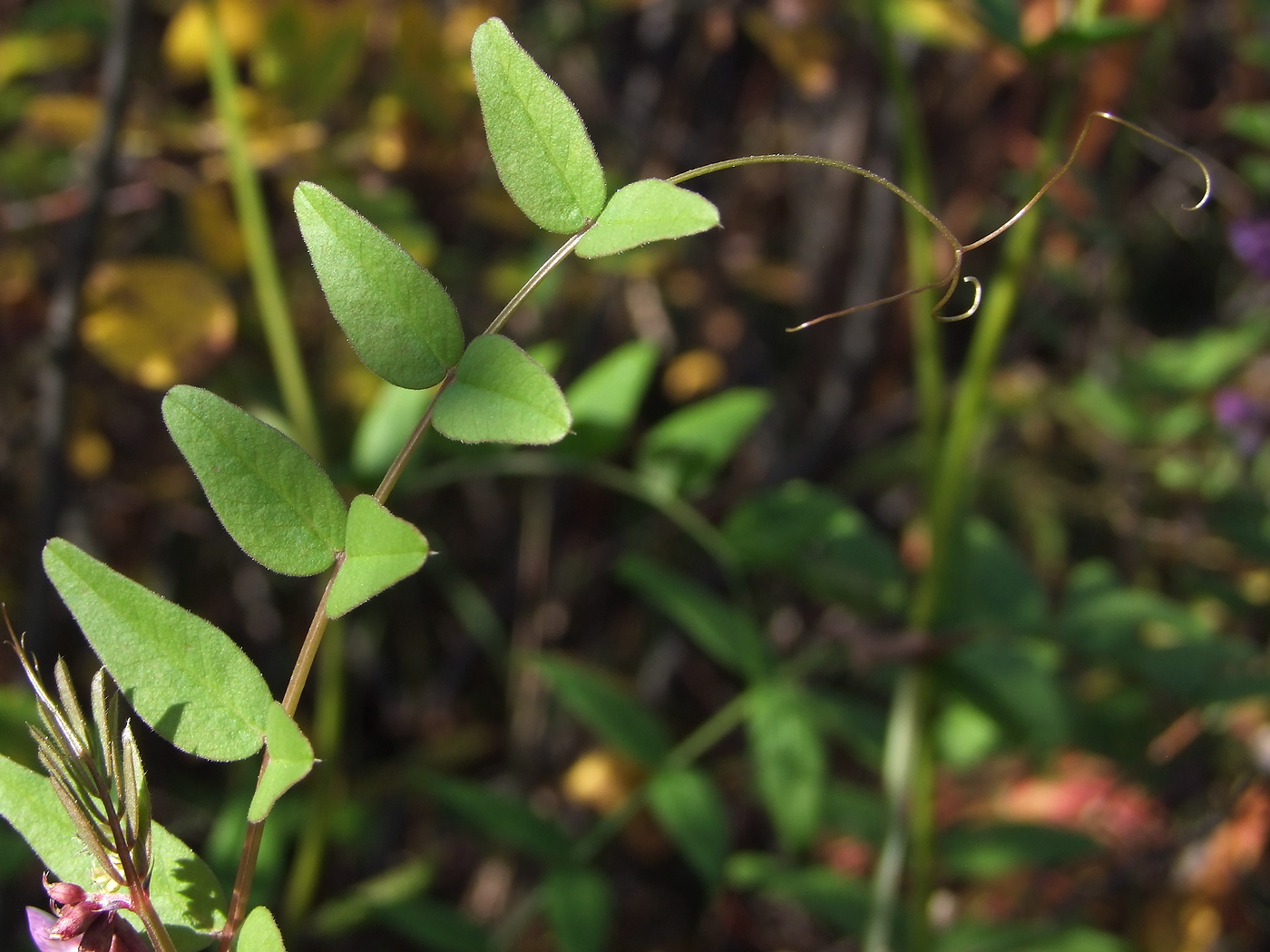 Изображение особи Vicia sepium.