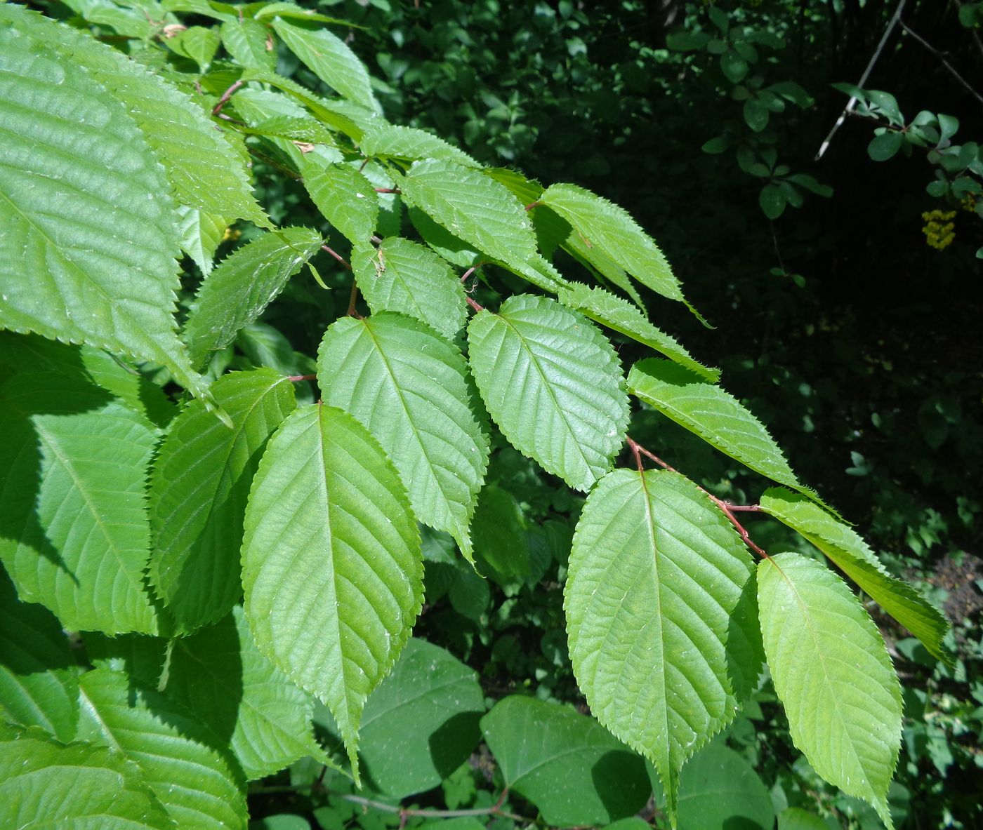 Изображение особи Cerasus sachalinensis.