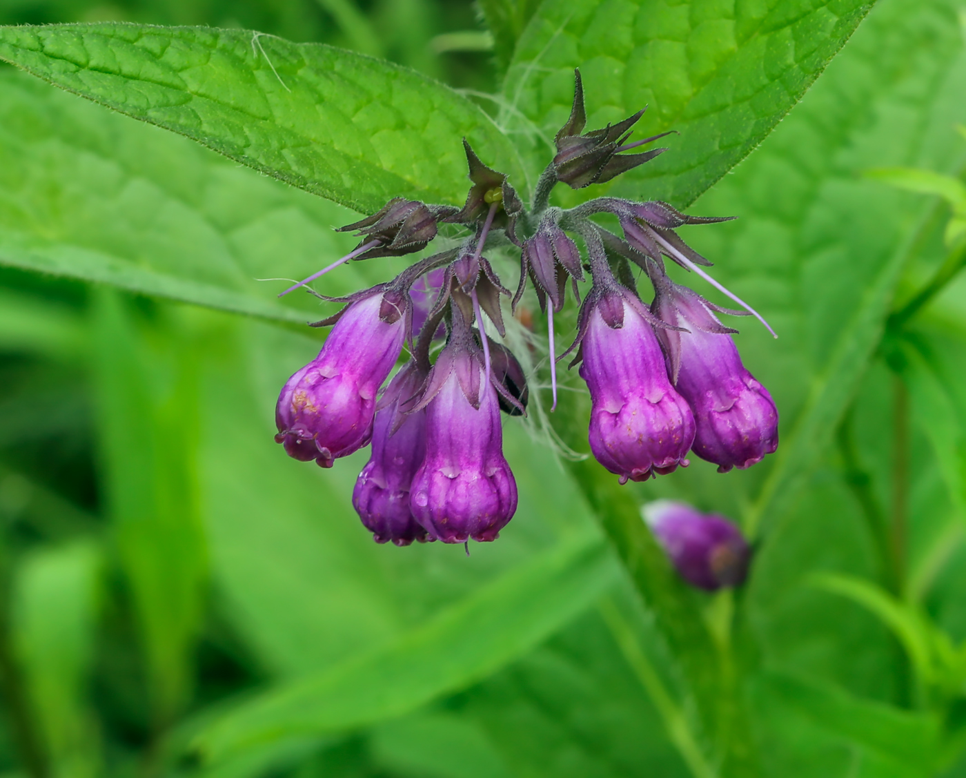 Изображение особи Symphytum officinale.