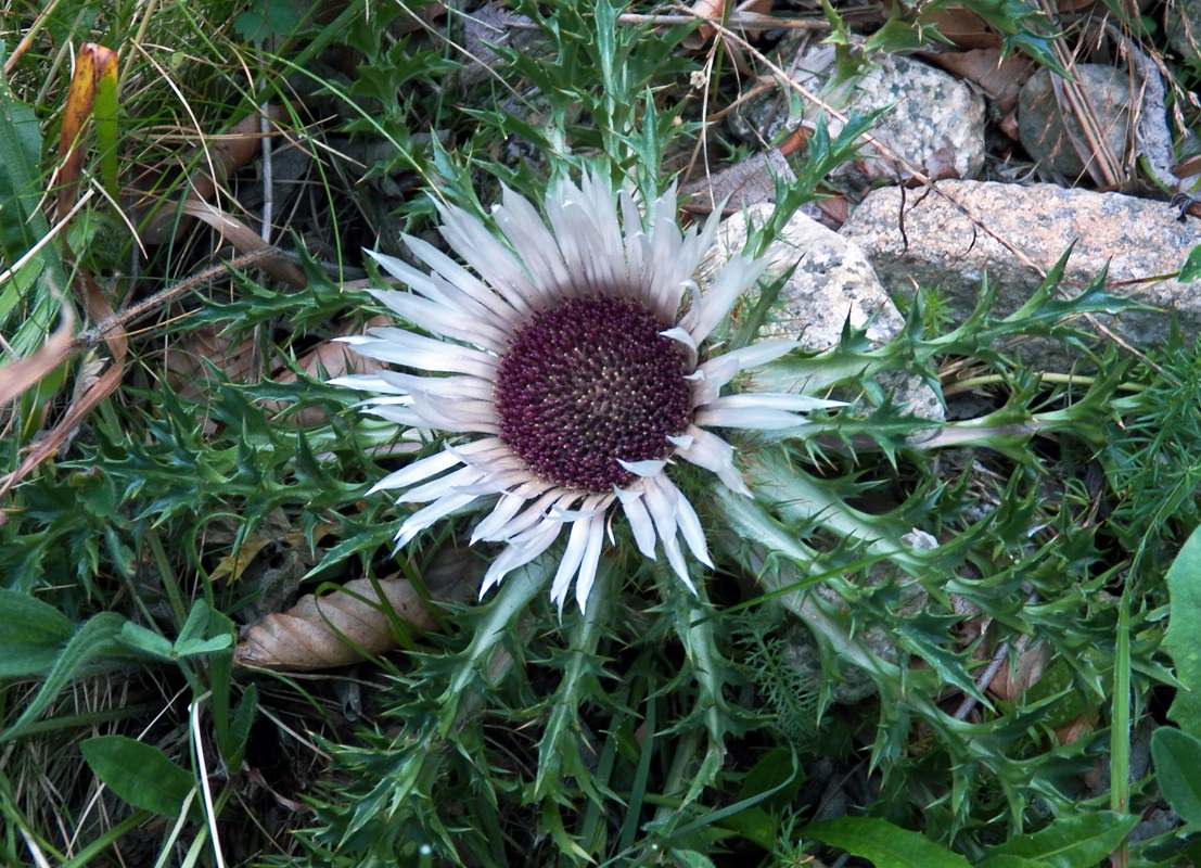 Изображение особи Carlina acaulis.