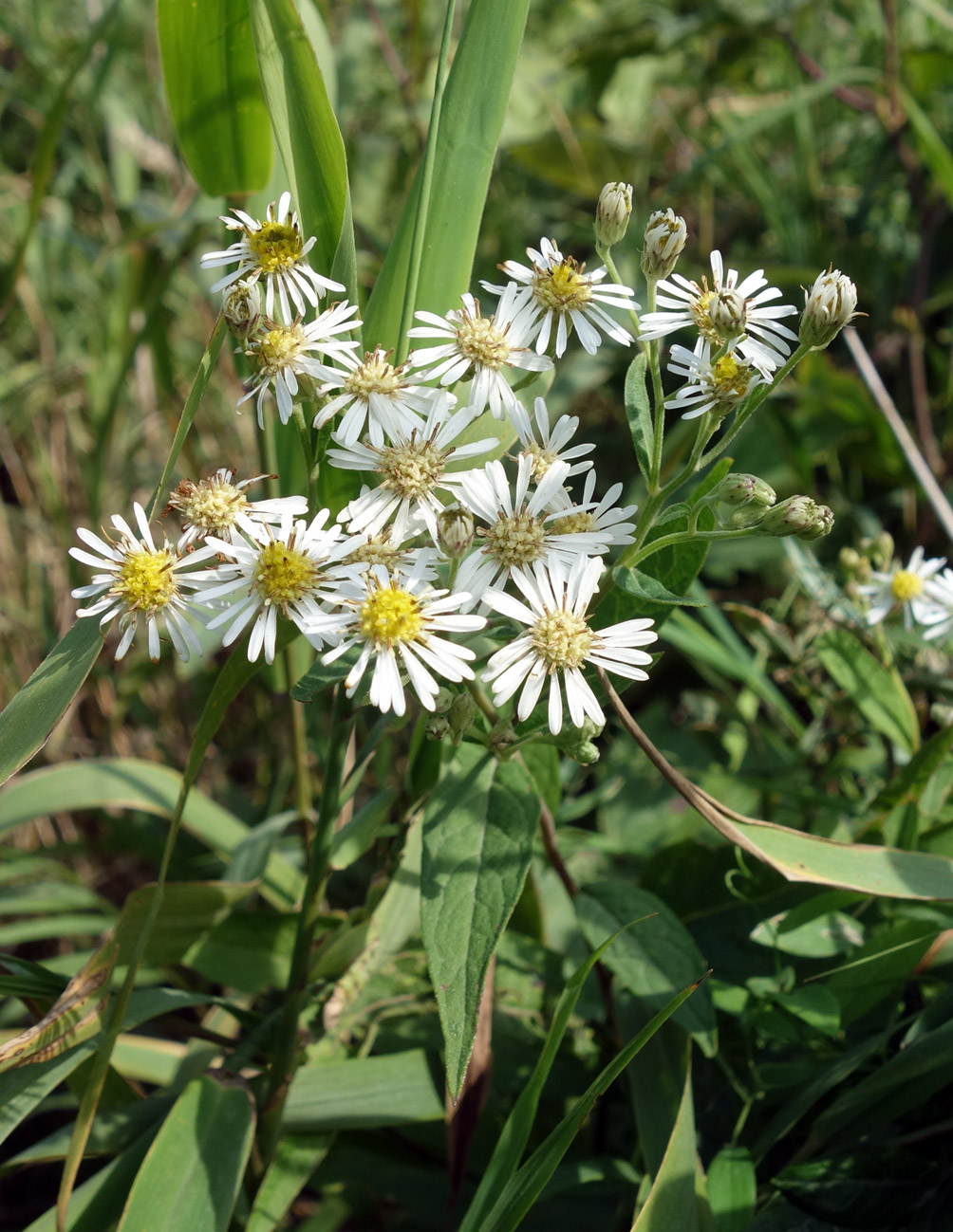 Изображение особи Aster glehnii.